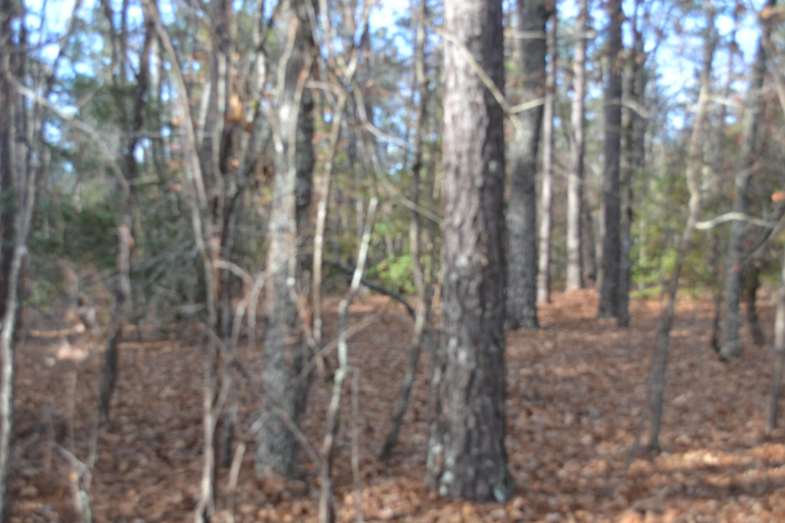 1440 Lone Oak Road Grovetown, GA 30813 - Photo 3 of 75 DSC_4365