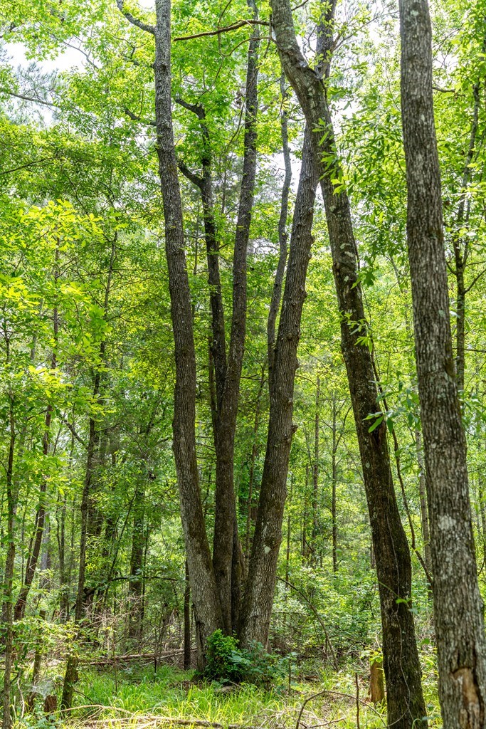 3 Comers Pond Road Pittsview, AL 36871 - Photo 24 of 51