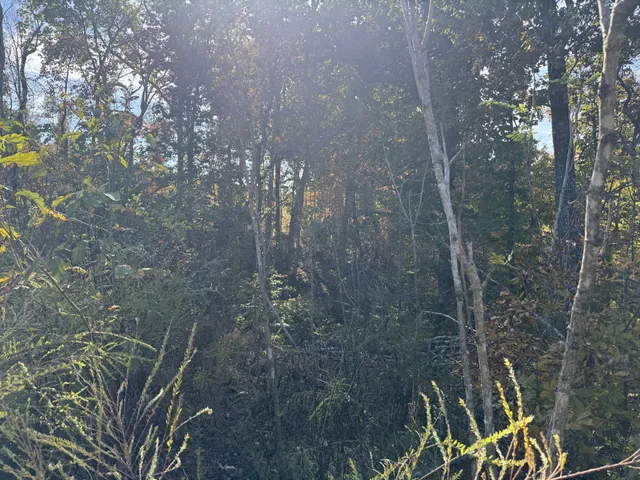 a view of outdoor space and trees