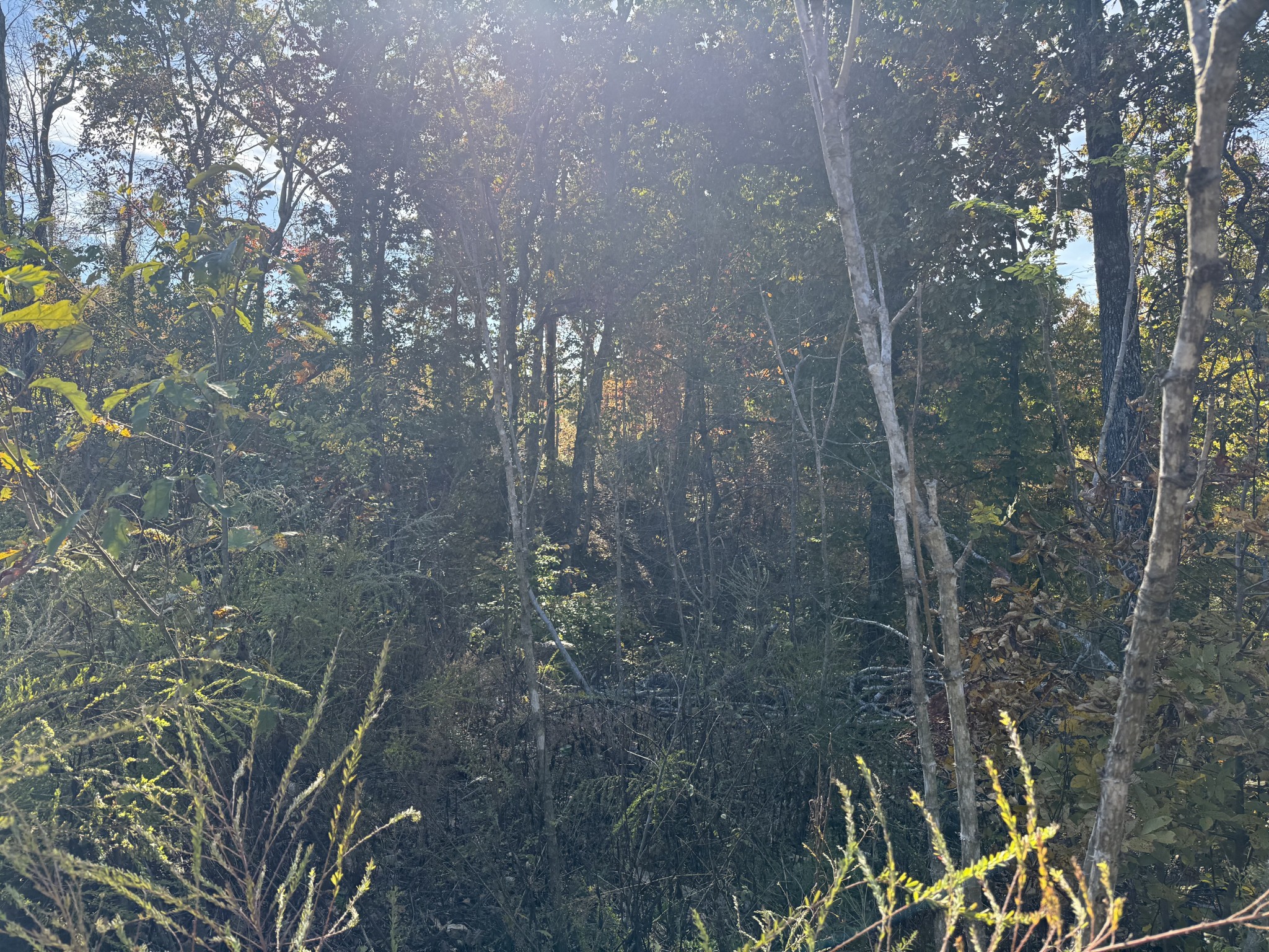 54 Ridge Top Road Stewart, TN 37175 - Photo 6 of 7 a view of outdoor space and trees