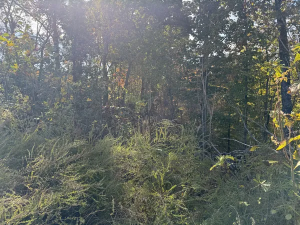 a view of a forest that has a tree