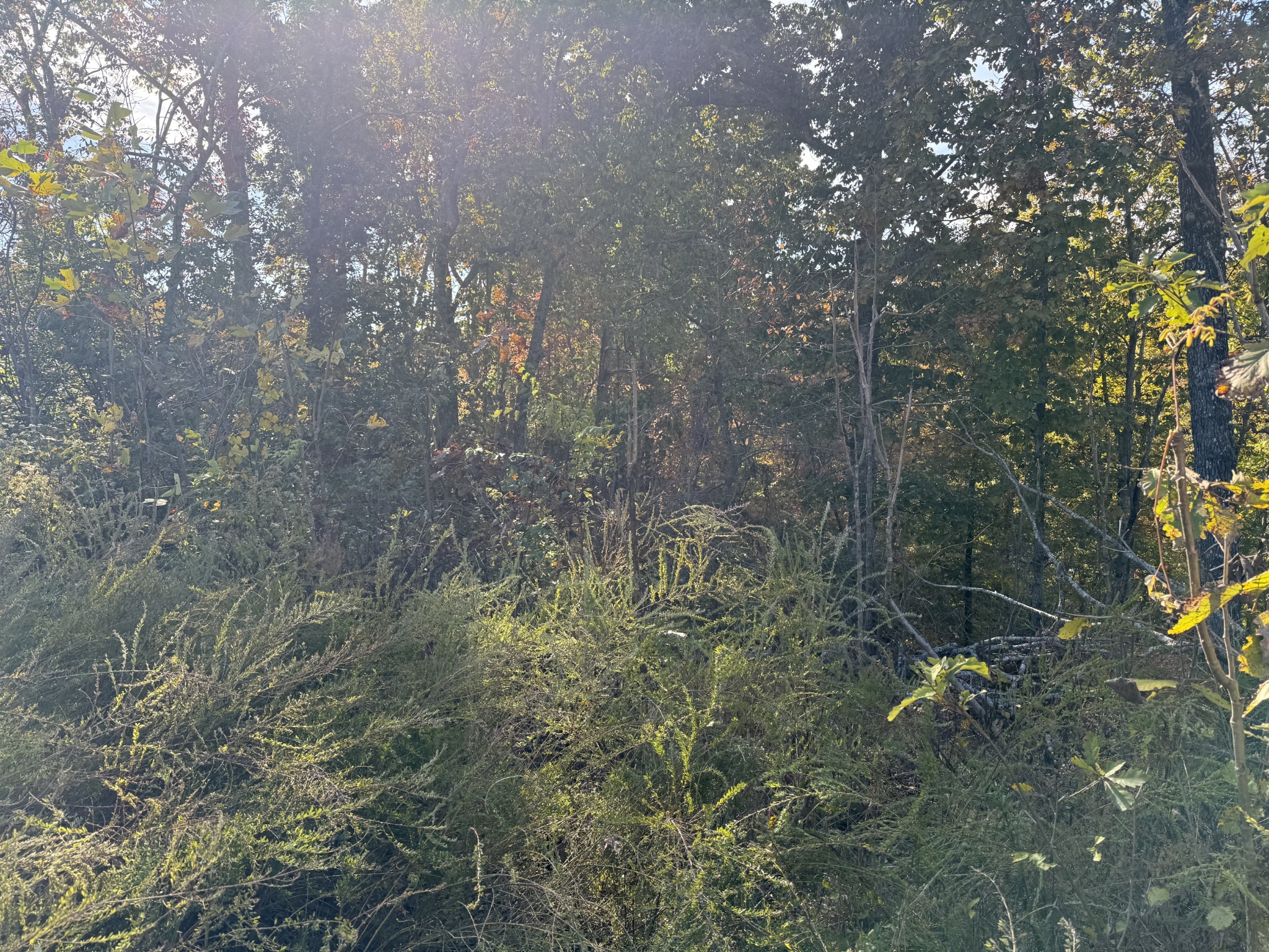 54 Ridge Top Road Stewart, TN 37175 - Photo 7 of 7 a view of a forest that has a tree