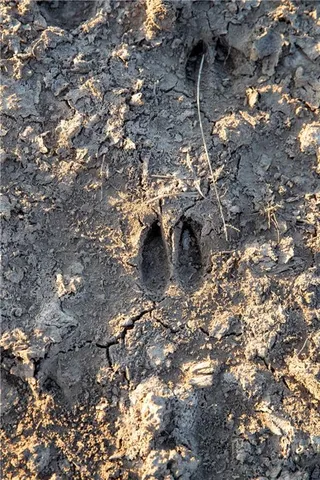 $704,000 | 0 West State M Highway, Eagleville, MO 64442