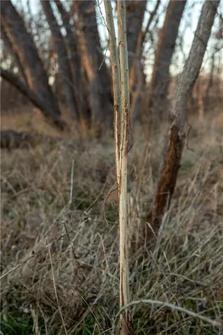 $704,000 | 0 West State M Highway, Eagleville, MO 64442