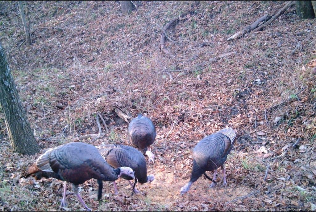 0 West State M Highway Eagleville, MO 64442 - Photo 40 of 41