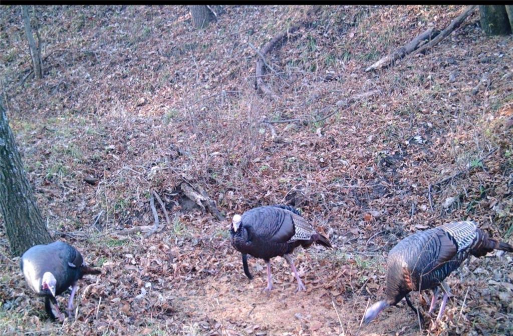 0 West State M Highway Eagleville, MO 64442 - Photo 41 of 41