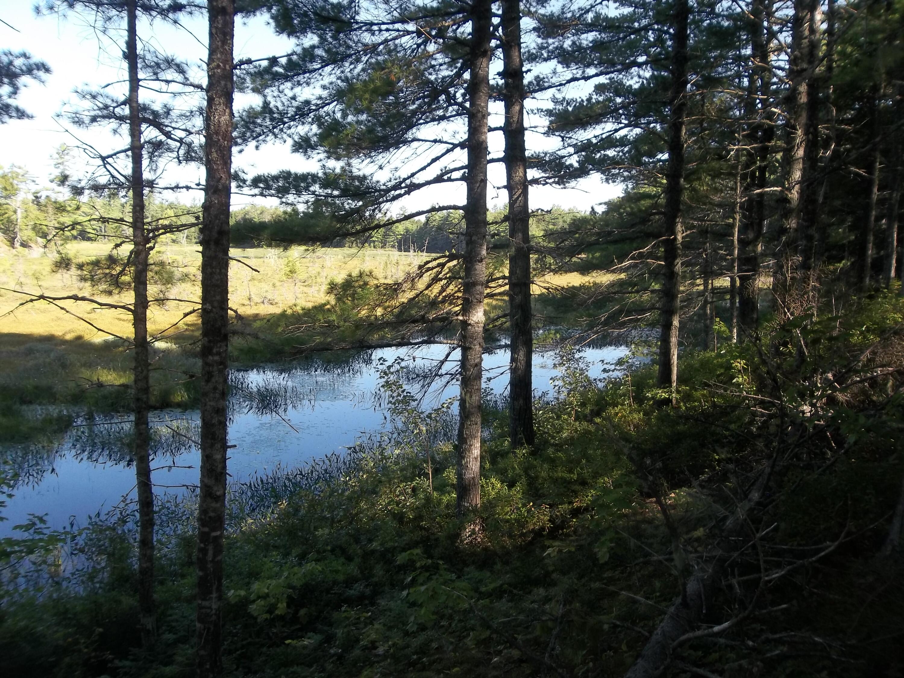 Lot 12 Hayward Point Road Wesley, ME 04686 - Photo 5 of 8 100_2399