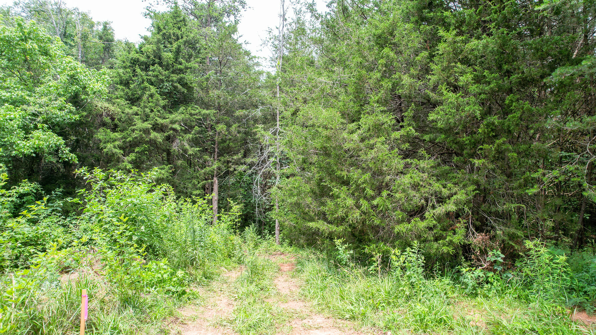 Tbd West Pines Road, Unit 16 Afton, TN 37616 - Photo 17 of 37 DJI_0702