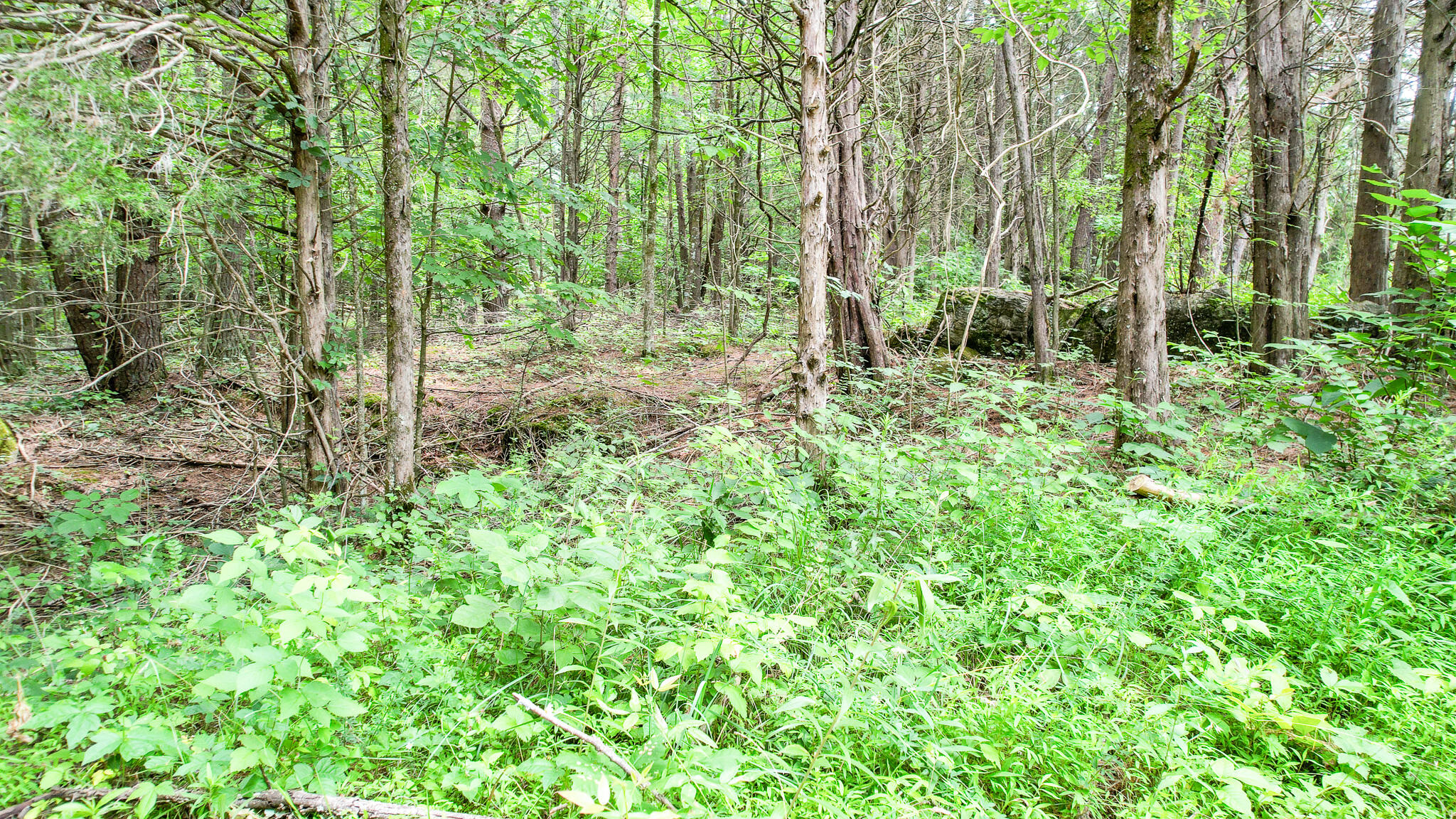 Tbd West Pines Road, Unit 16 Afton, TN 37616 - Photo 19 of 37 DJI_0704