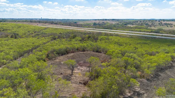 a view of a yard with plants and large trees