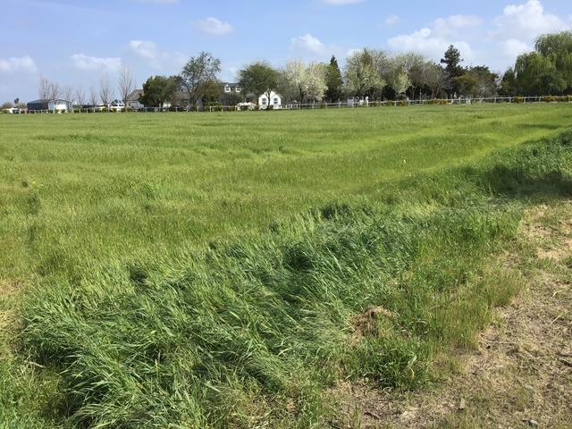 341 Reilly Road Merced, CA 95341 - Photo 10 of 14 a view of a grassy field with trees