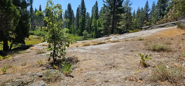 a view of a yard with plants and trees