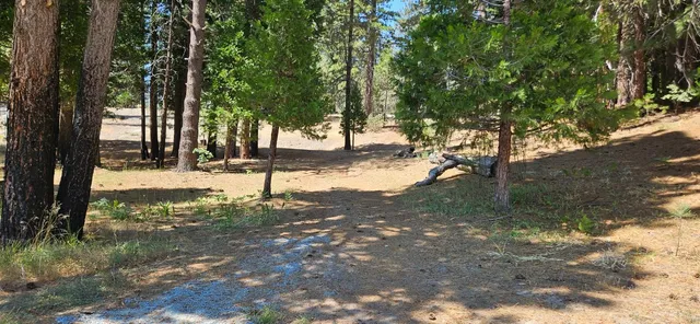 a view of a trees with yard