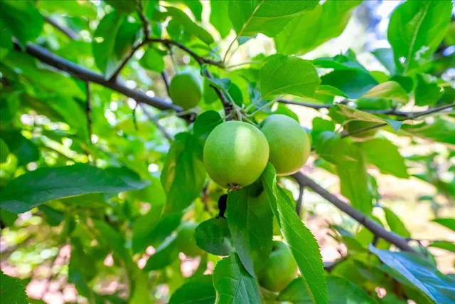 $664,999 | 1764 Country Club Drive, Placerville, CA 95667