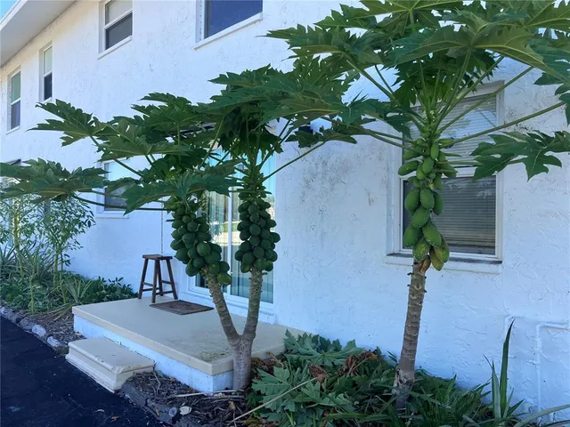 a plant sitting in front of a building