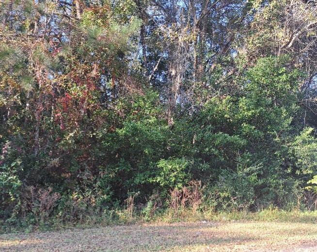 38-121 Hampton Street Elloree, SC 29047 - Photo 3 of 3 Elloree Pic 5