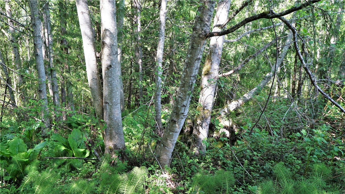 0 West Arnette Road Port Angeles, WA 98362 - Photo 10 of 12 Gallery Image 10