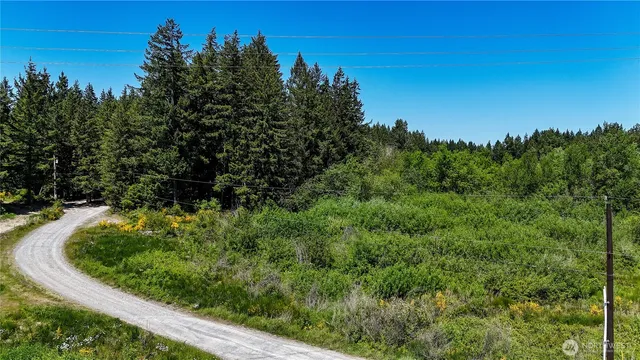 a view of a garden with large trees