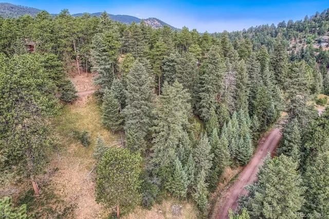 a view of a forest with a forest