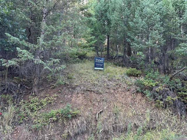 a view of a forest with trees