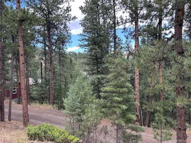 a view of a forest with trees