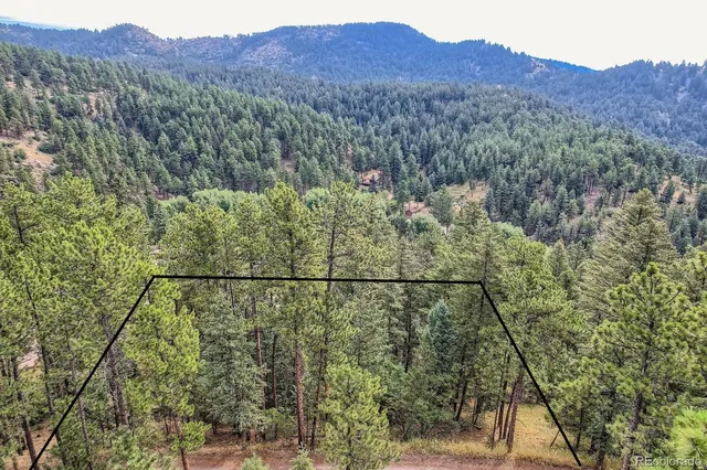 a view of a forest with a mountain
