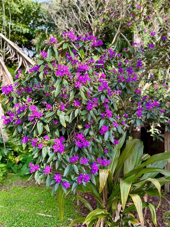 3012 Grand View Avenue Clearwater, FL 33759 - Photo 38 of 43