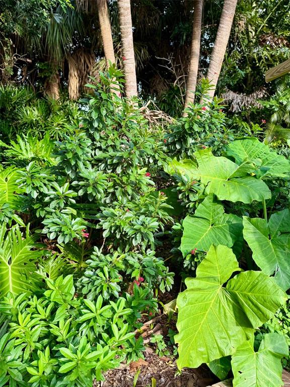 3012 Grand View Avenue Clearwater, FL 33759 - Photo 39 of 43 a backyard of a house with lots of green space