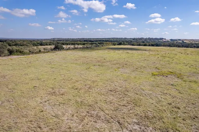 a view of a forest with a tree