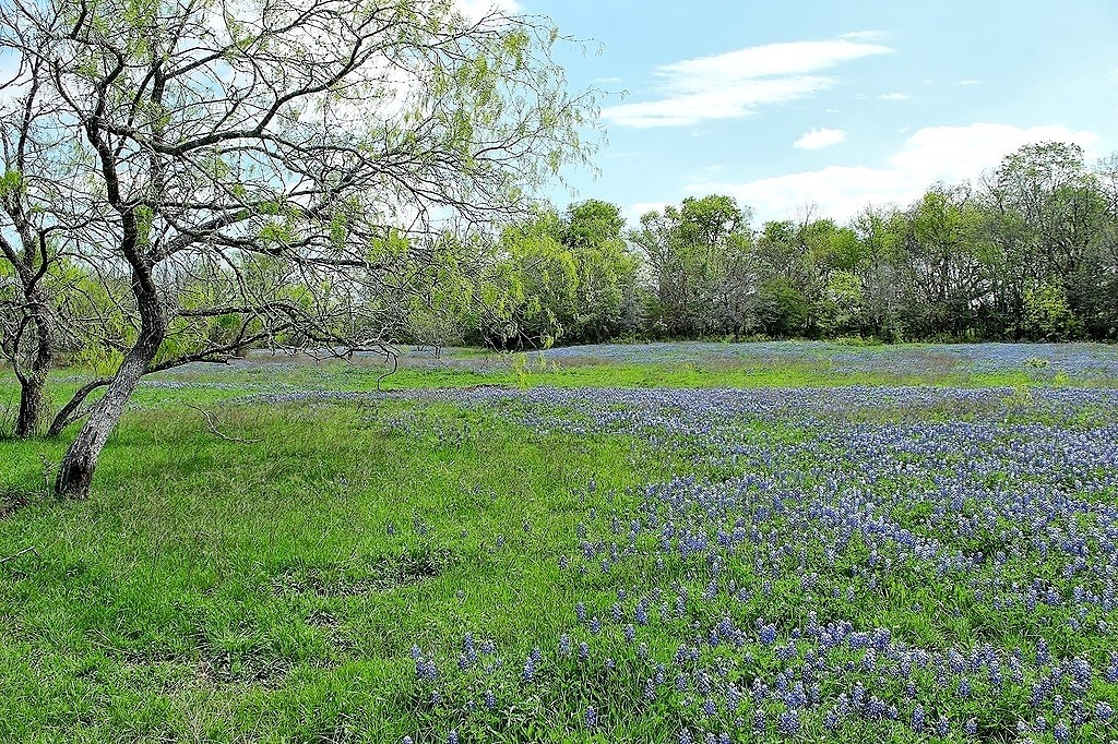Tbd Scott Road Weimar, TX 78962 - Photo 8 of 16 a view of field with trees in the background
