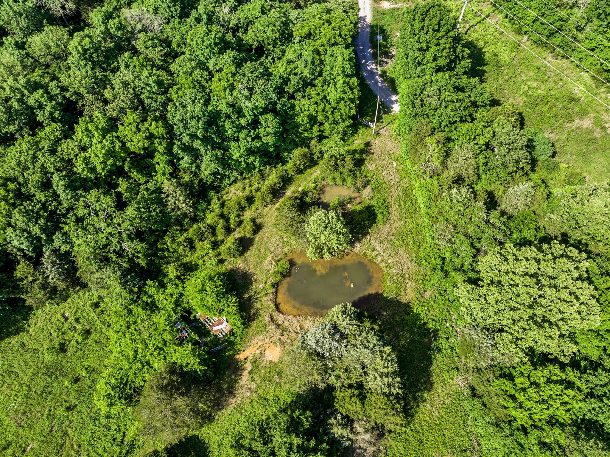 5471 Shores Road Murfreesboro, TN 37128 - Photo 13 of 14 a view of a lush green forest