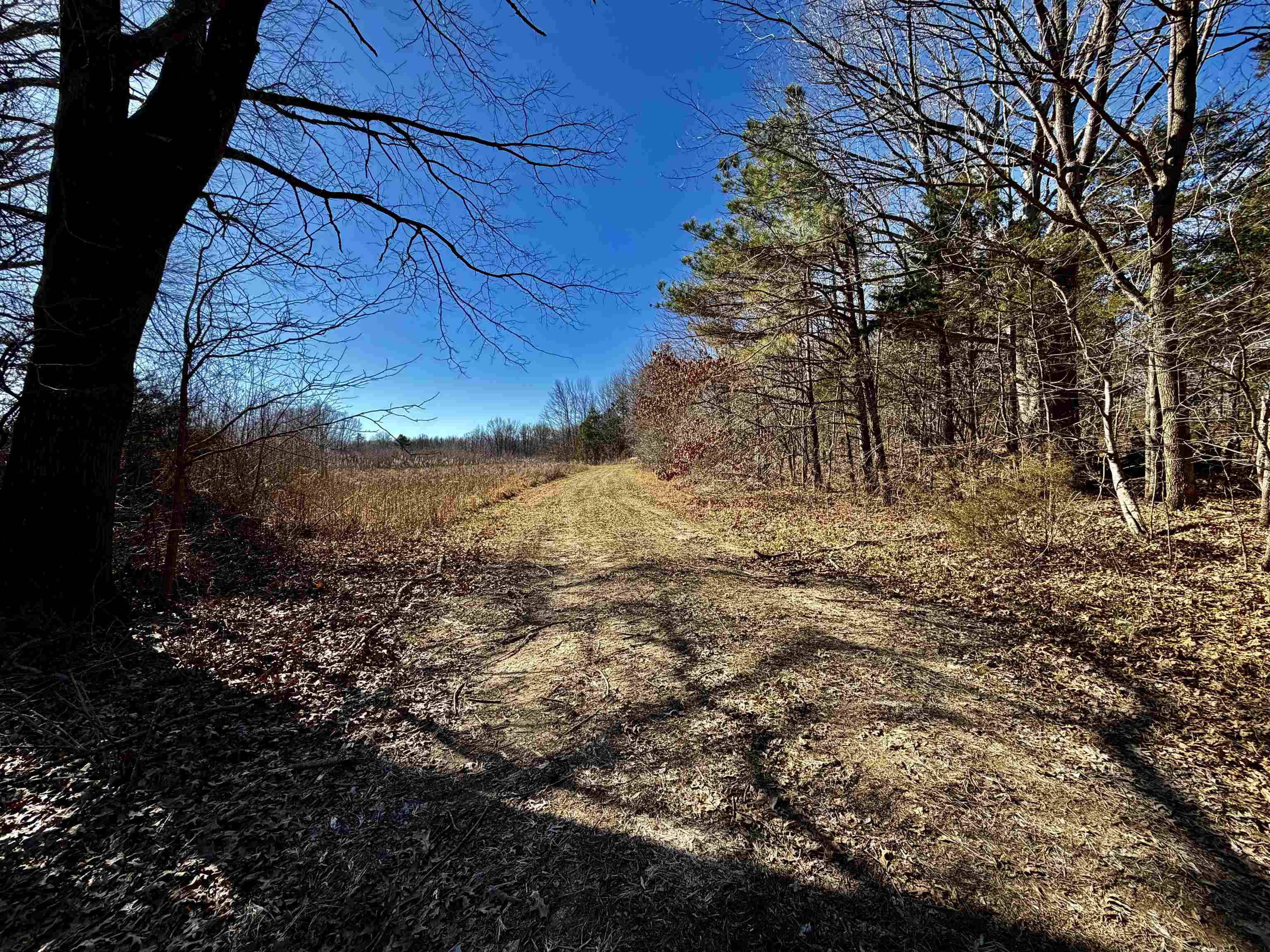 40.29-ac Old Brownsville Road Somerville, TN 38068 - Photo 1 of 39 a view of a yard with trees