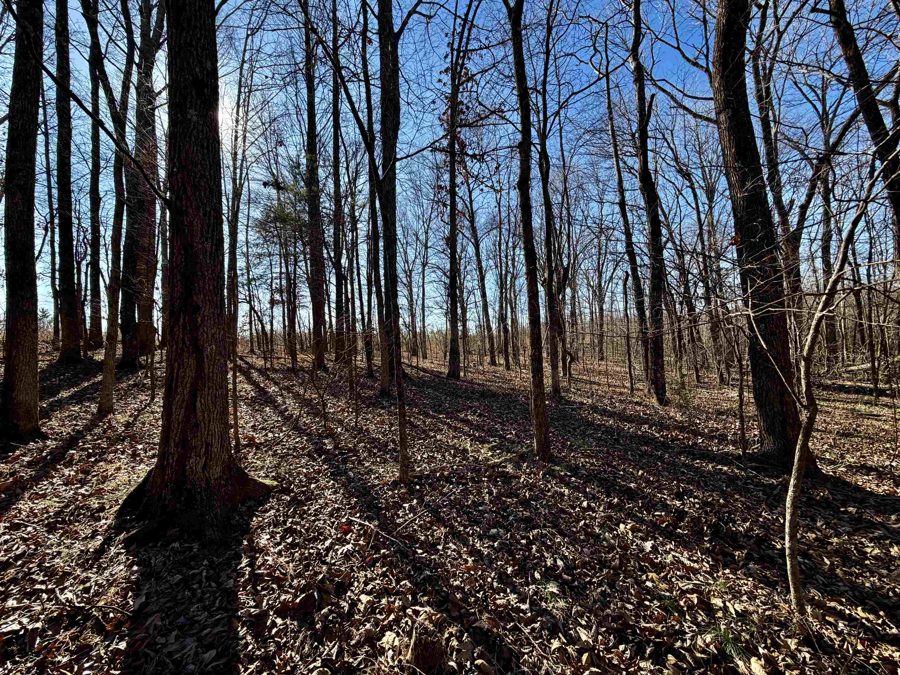 40.29-ac Old Brownsville Road Somerville, TN 38068 - Photo 11 of 39 a backyard of a house with lots of green space