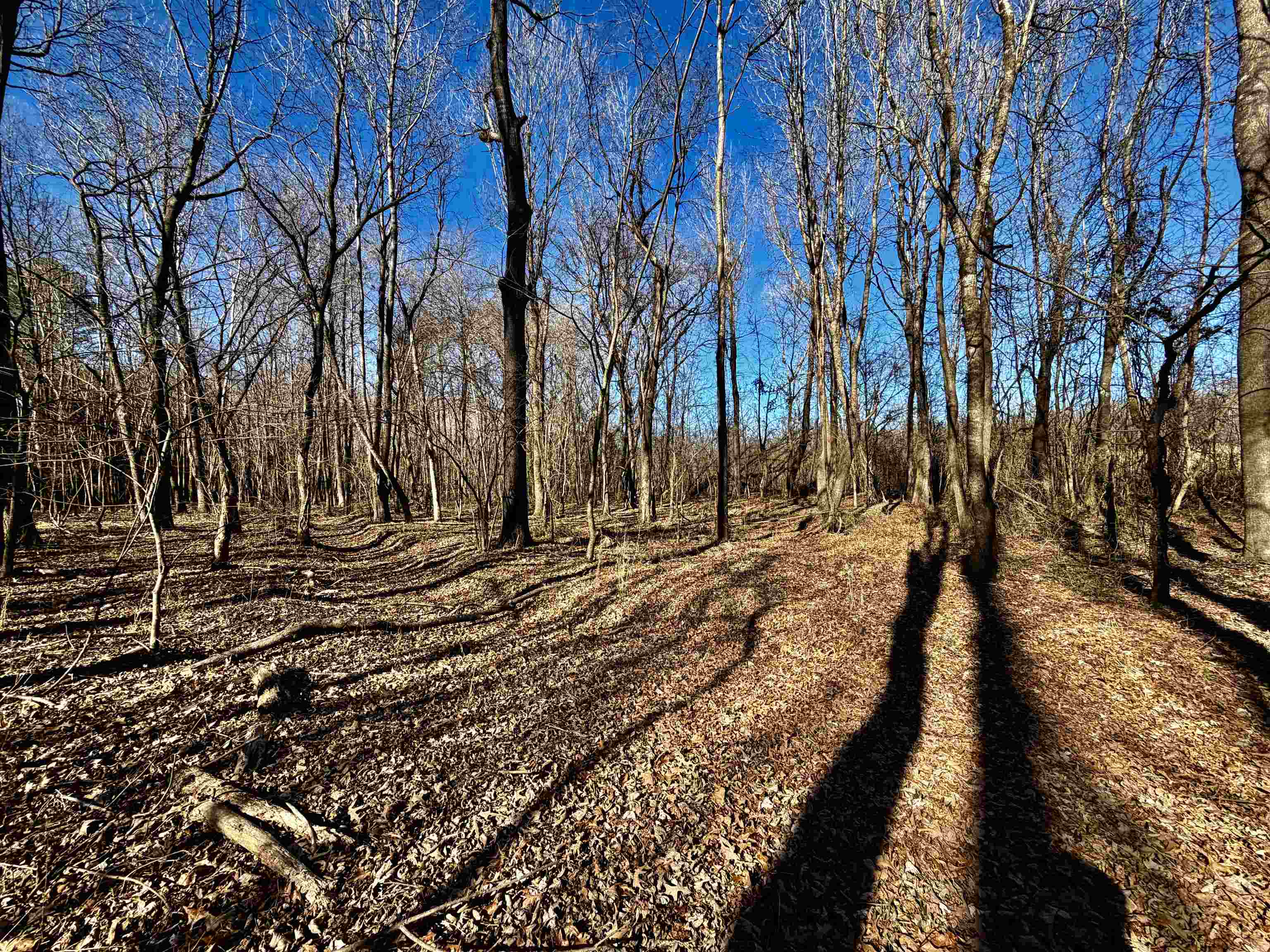 40.29-ac Old Brownsville Road Somerville, TN 38068 - Photo 13 of 39 a view of yard with trees