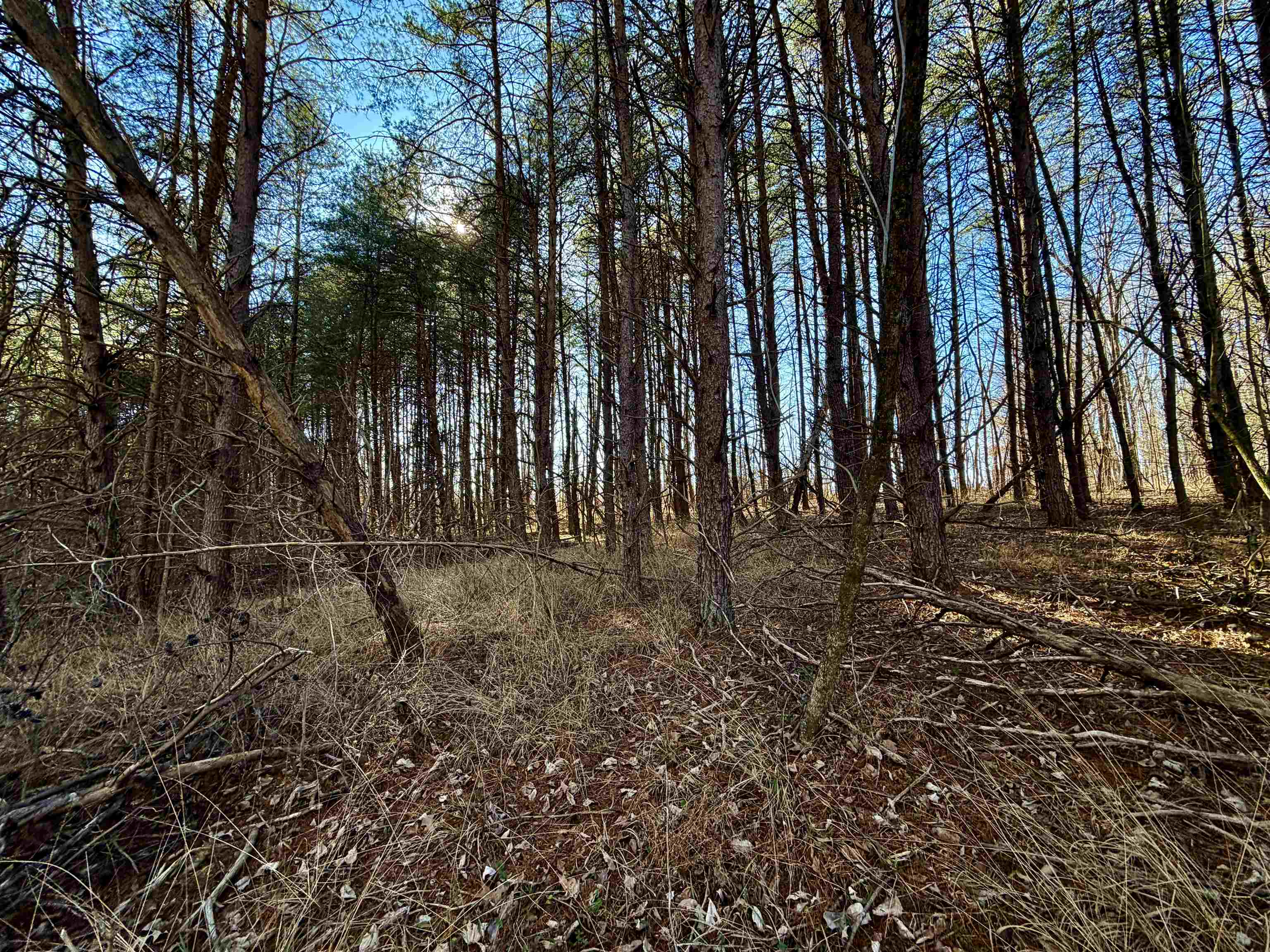 40.29-ac Old Brownsville Road Somerville, TN 38068 - Photo 15 of 39 a view of backyard with green space