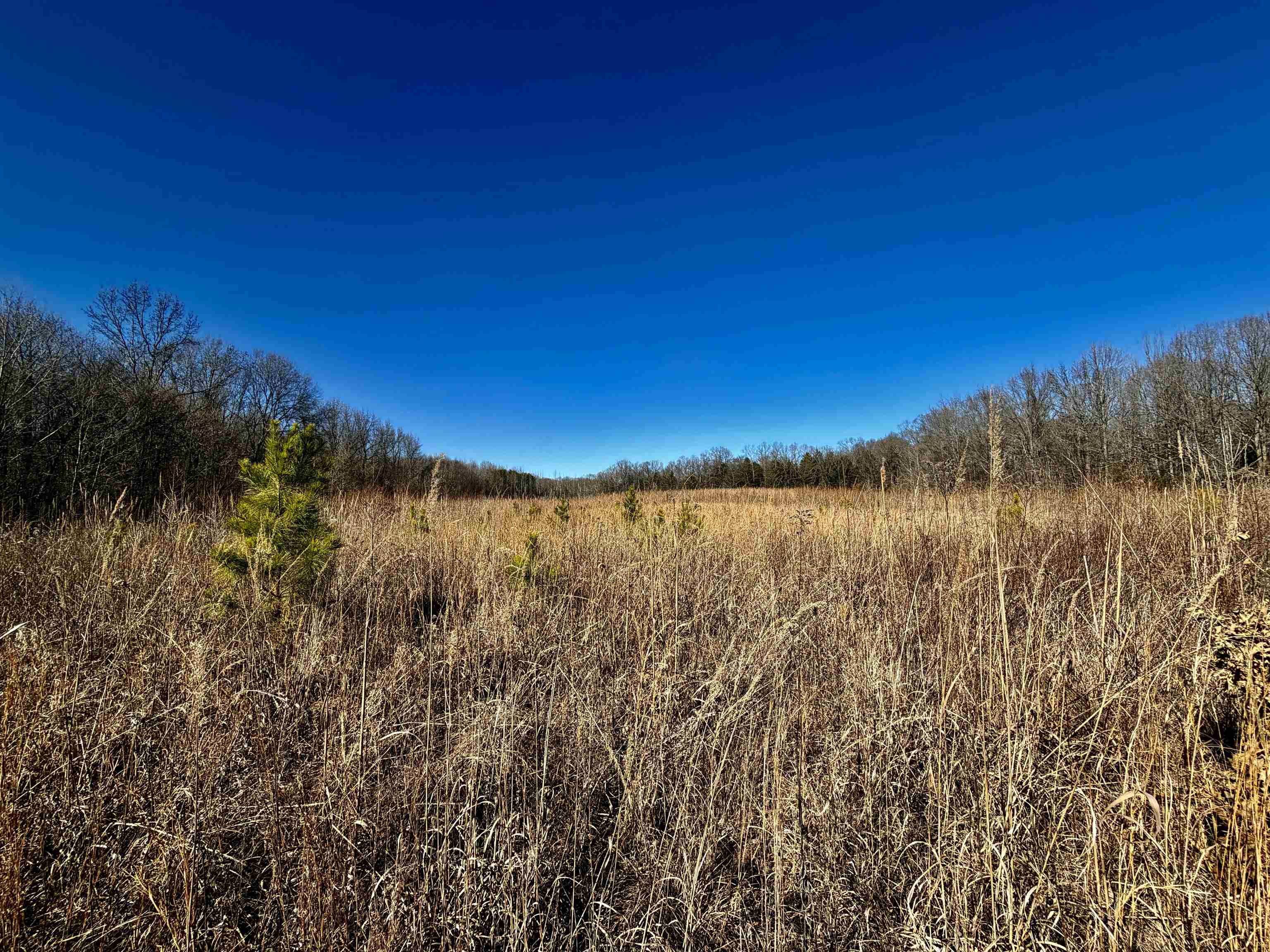 40.29-ac Old Brownsville Road Somerville, TN 38068 - Photo 22 of 39 a view of a yard with a tree