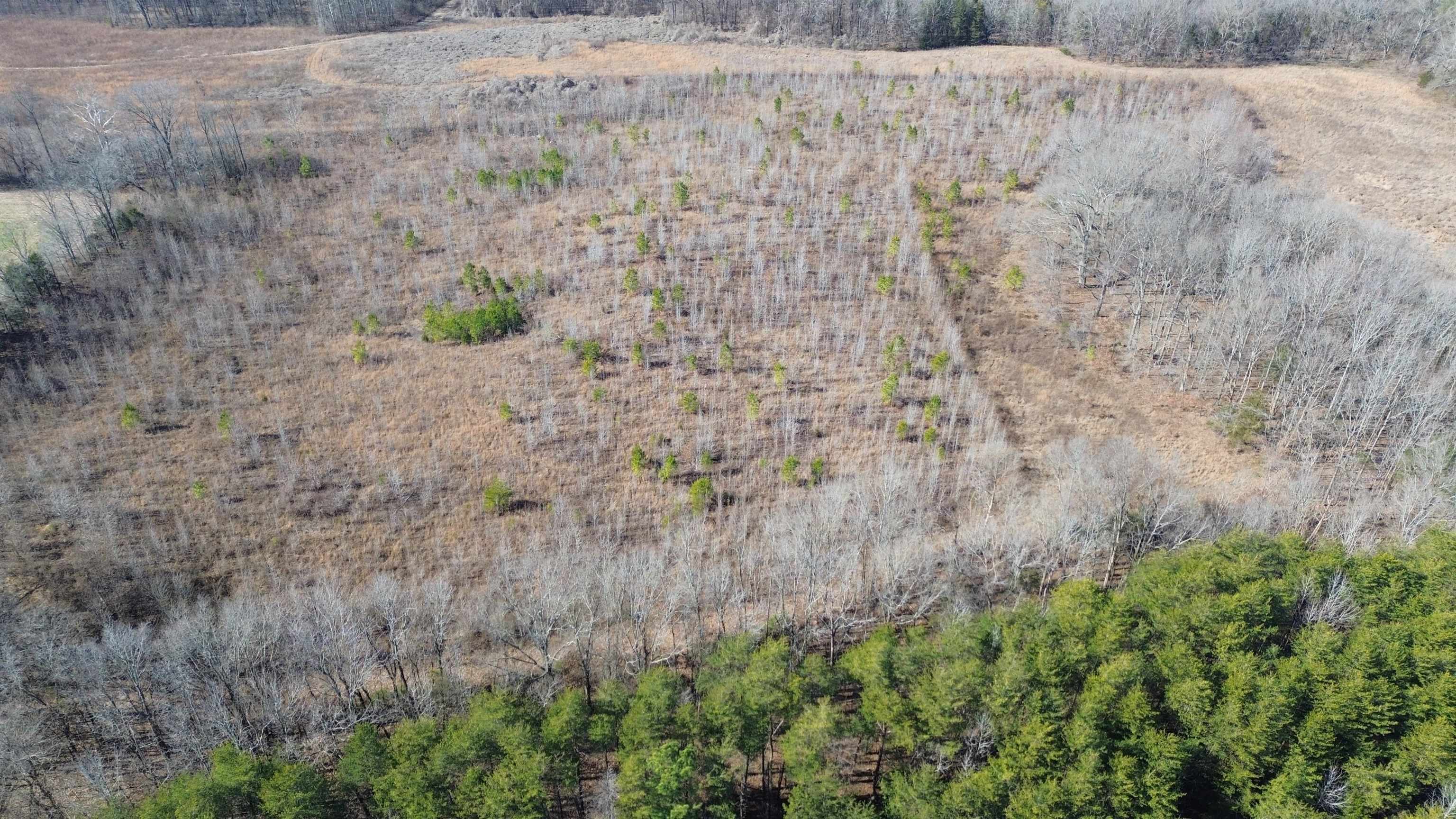 40.29-ac Old Brownsville Road Somerville, TN 38068 - Photo 28 of 39 a view of a dry yard
