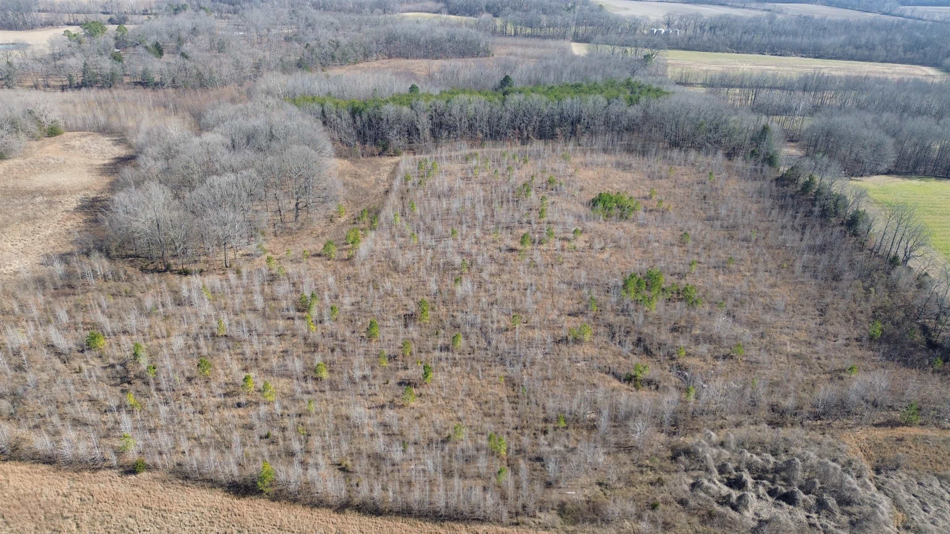 40.29-ac Old Brownsville Road Somerville, TN 38068 - Photo 29 of 39 a view of a dry yard with trees