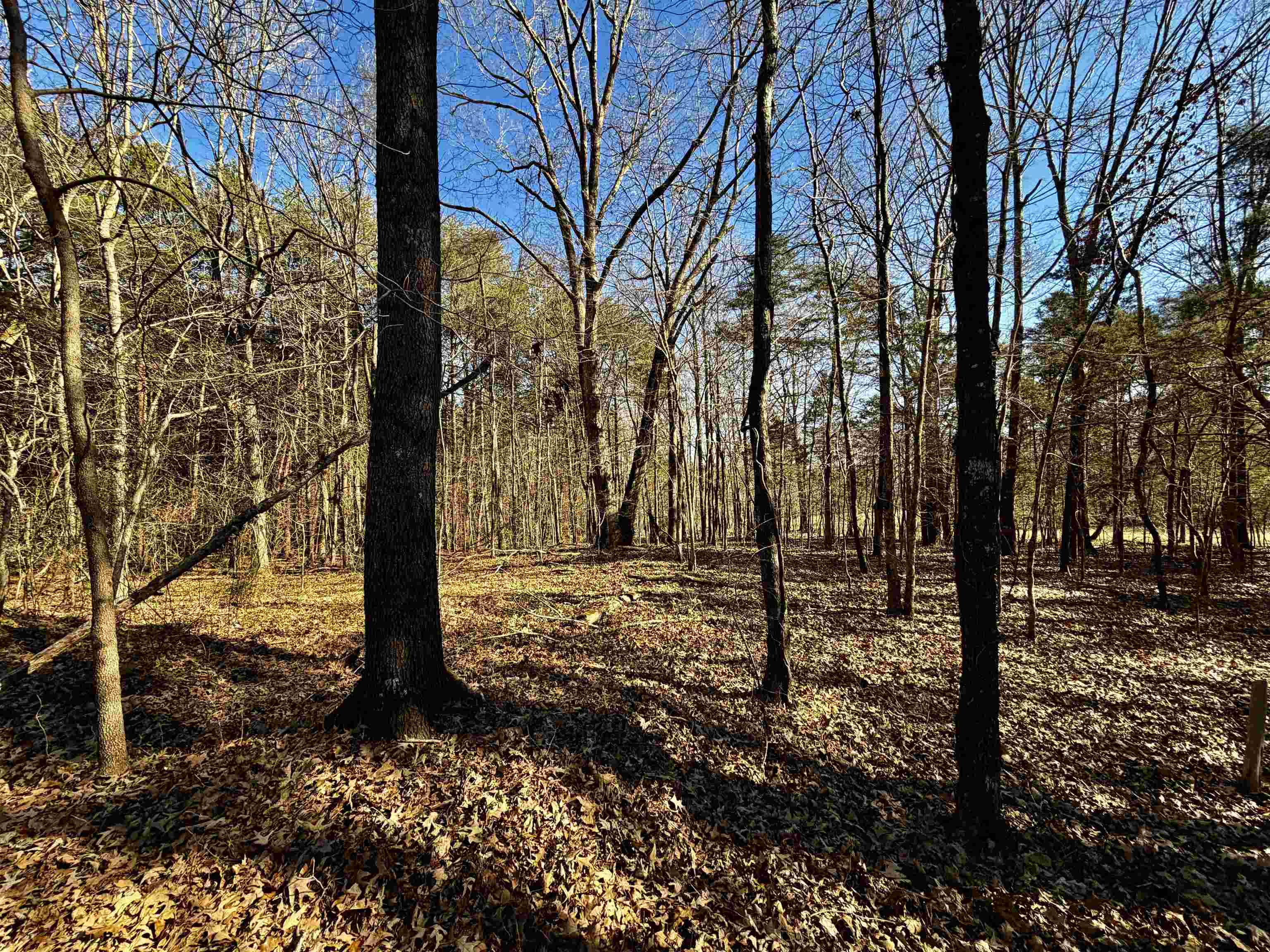 40.29-ac Old Brownsville Road Somerville, TN 38068 - Photo 6 of 39 a view of a forest filled with trees