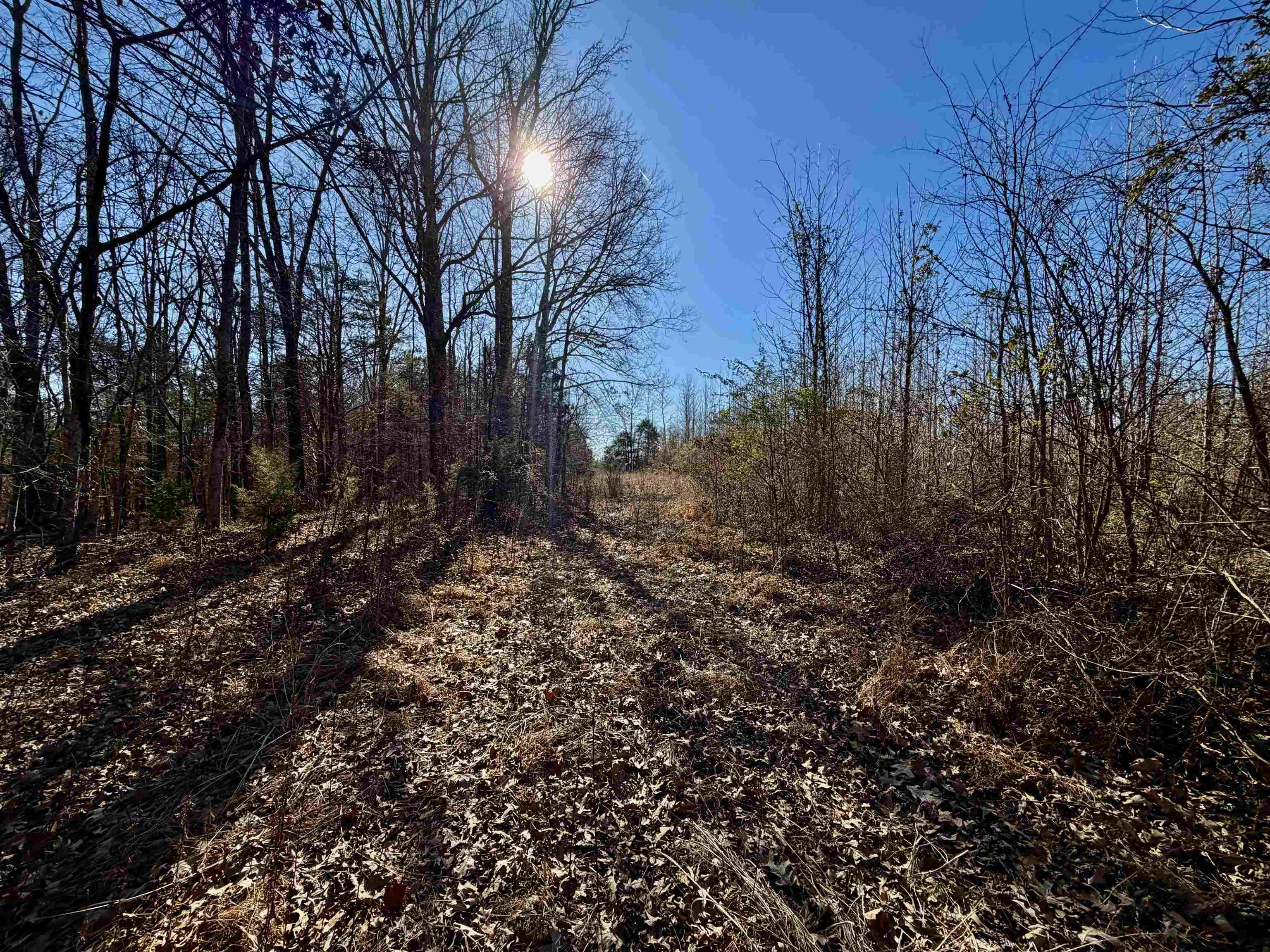 40.29-ac Old Brownsville Road Somerville, TN 38068 - Photo 7 of 39 a view of a forest with trees in the background