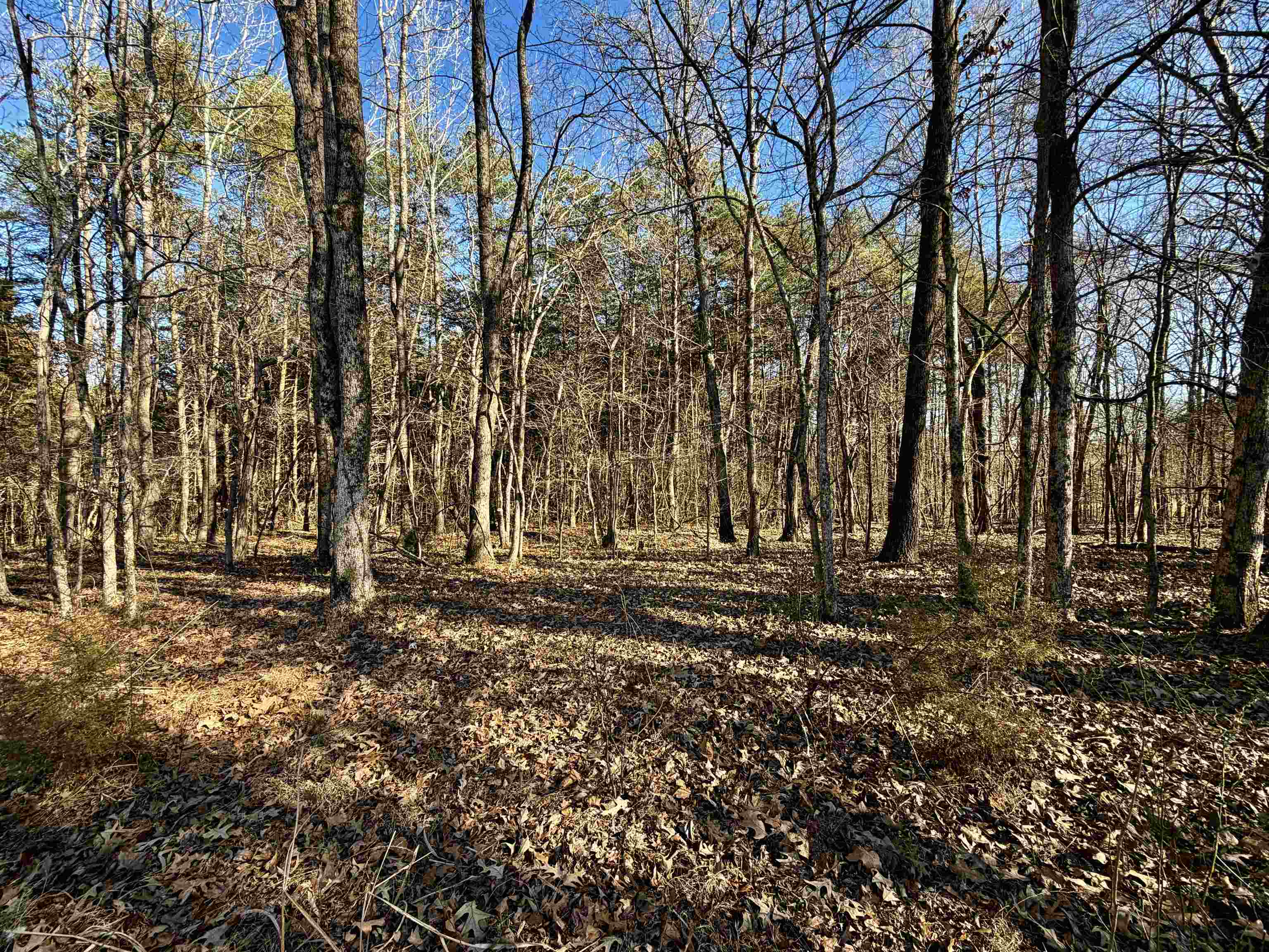 40.29-ac Old Brownsville Road Somerville, TN 38068 - Photo 8 of 39 a backyard of a house with lots of green space