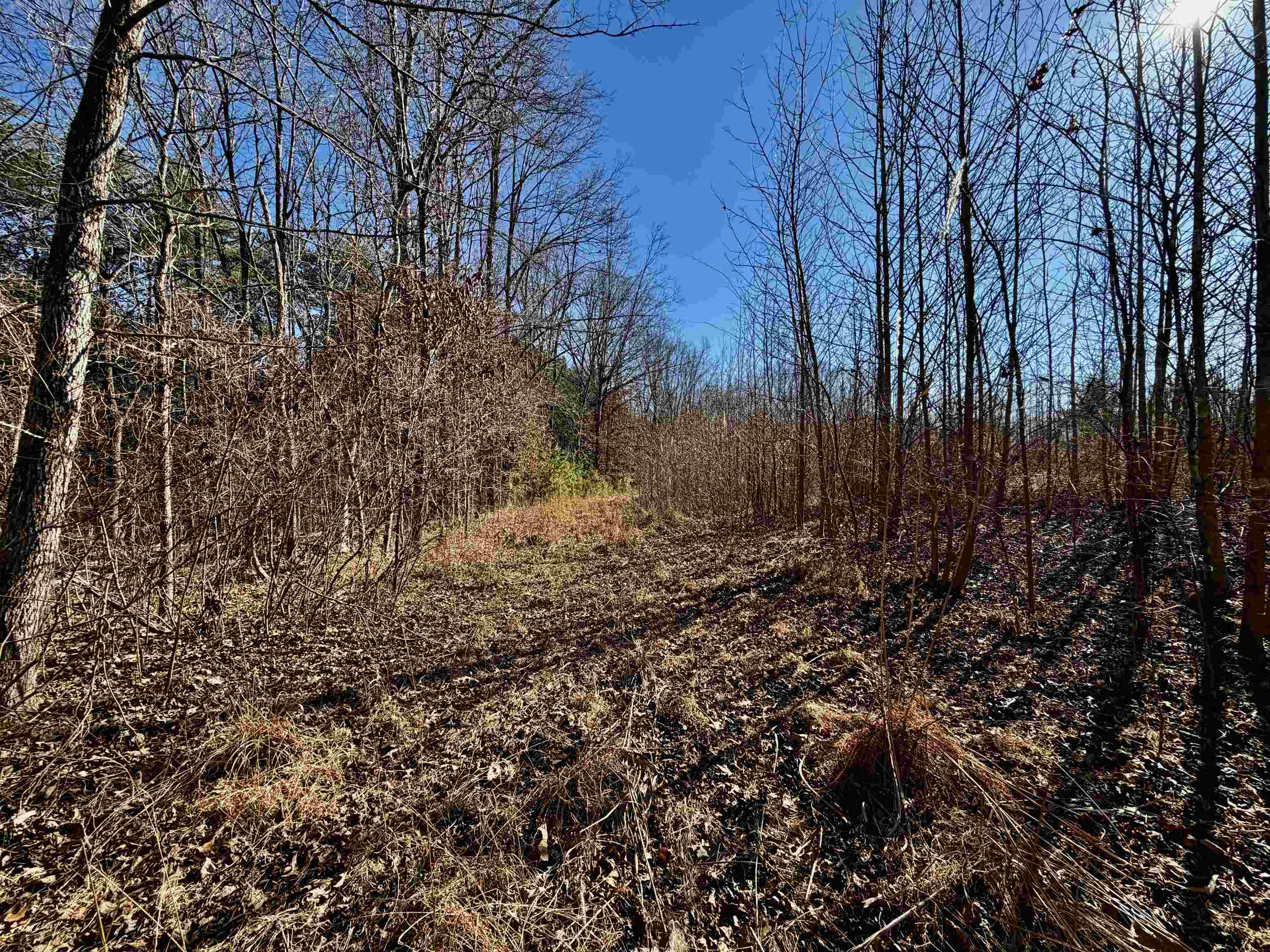40.29-ac Old Brownsville Road Somerville, TN 38068 - Photo 9 of 39 a view of a yard with large trees