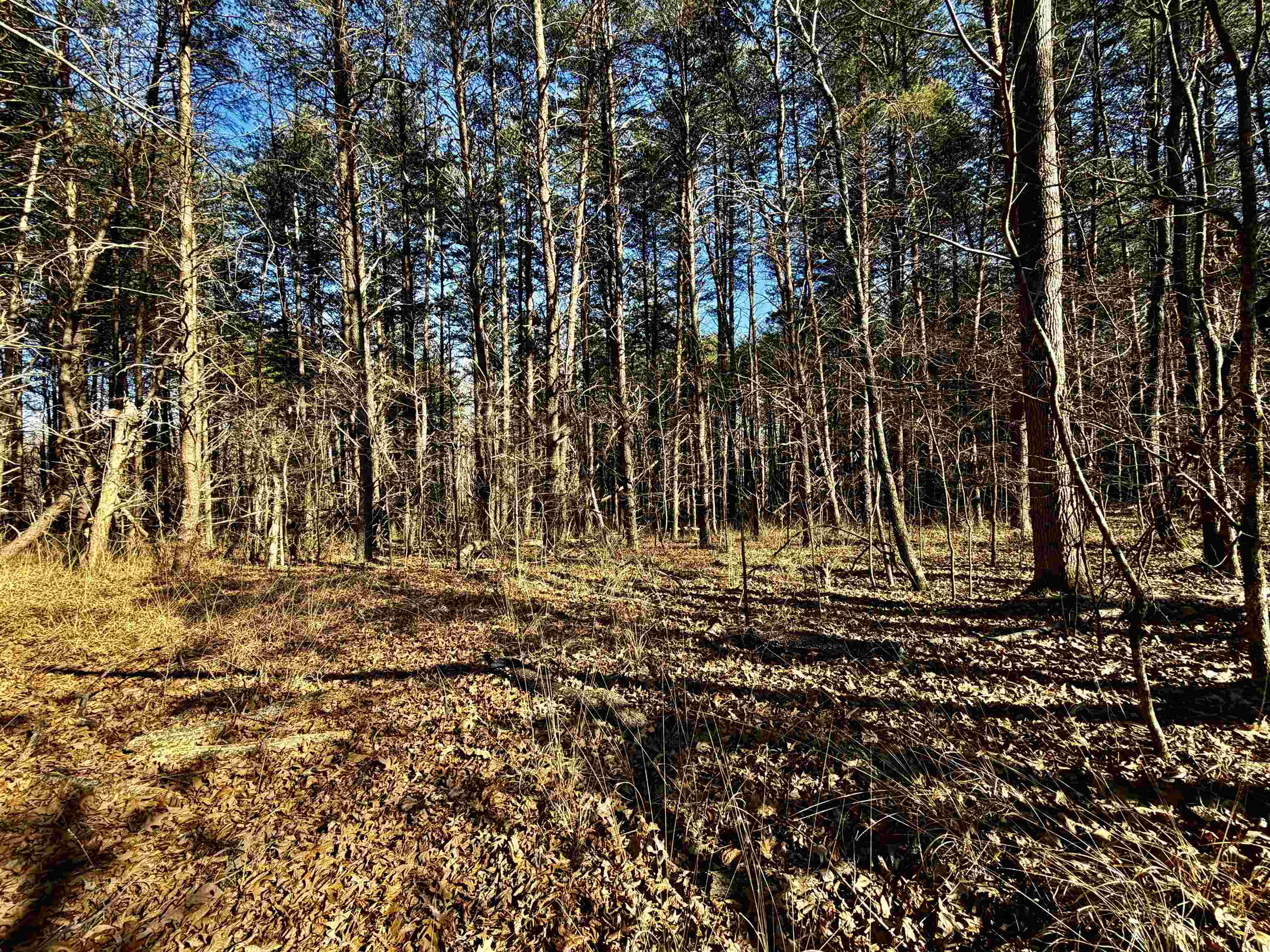 40.29-ac Old Brownsville Road Somerville, TN 38068 - Photo 10 of 39 a view of yard