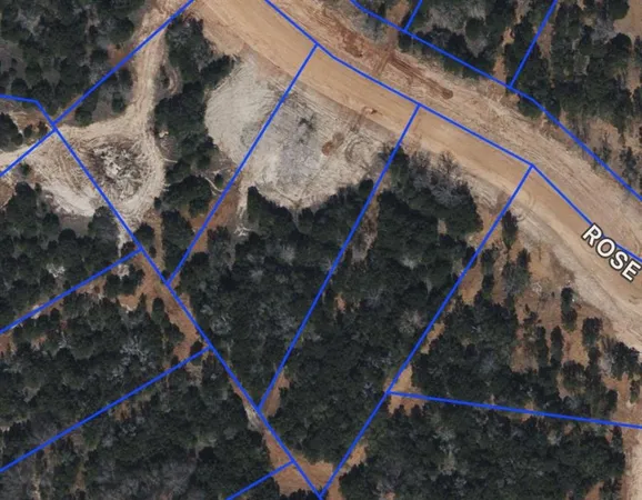 a bird view of a tree