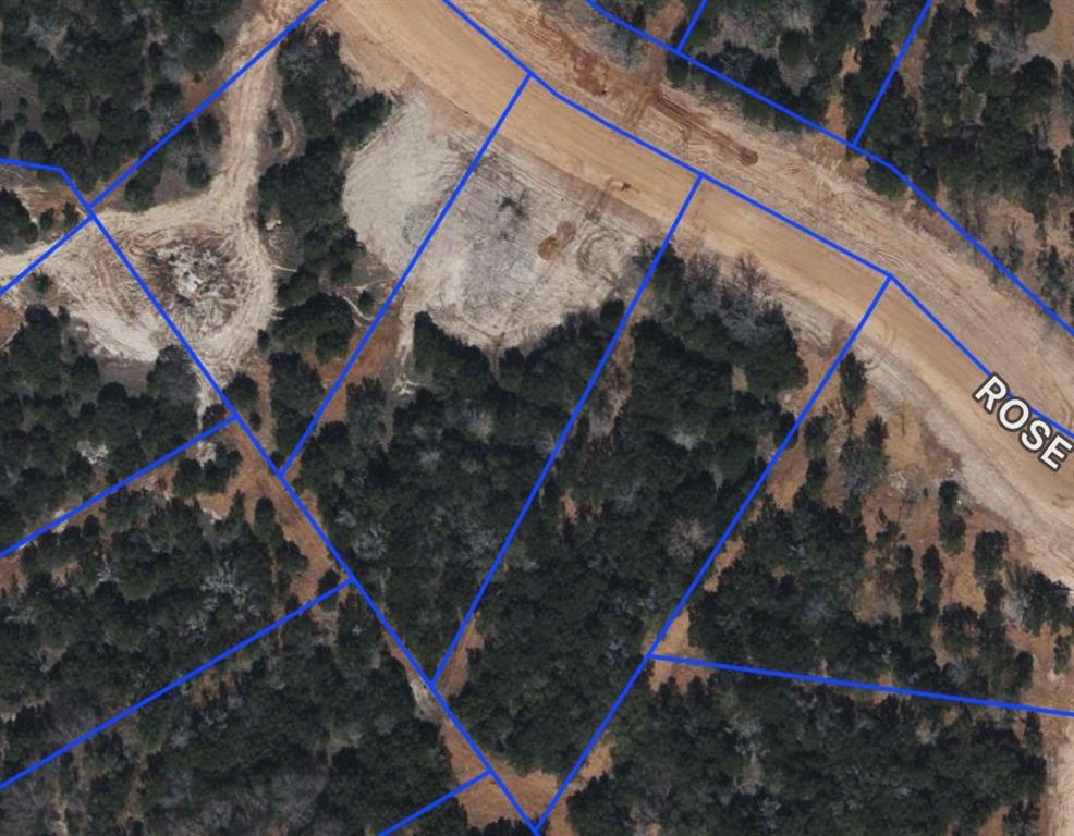 a bird view of a tree