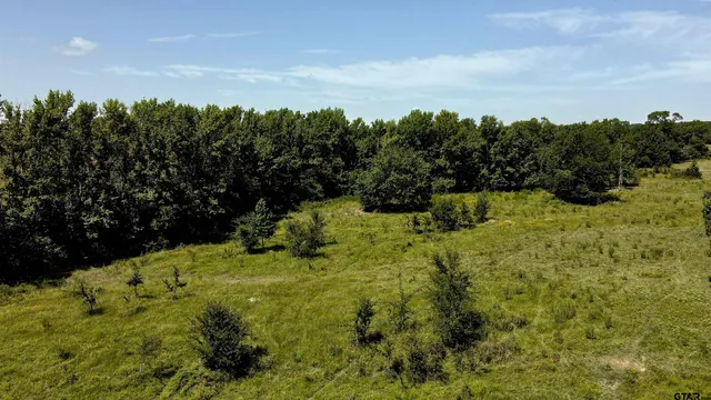 a view of a yard with large trees