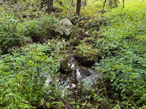 a view of a forest