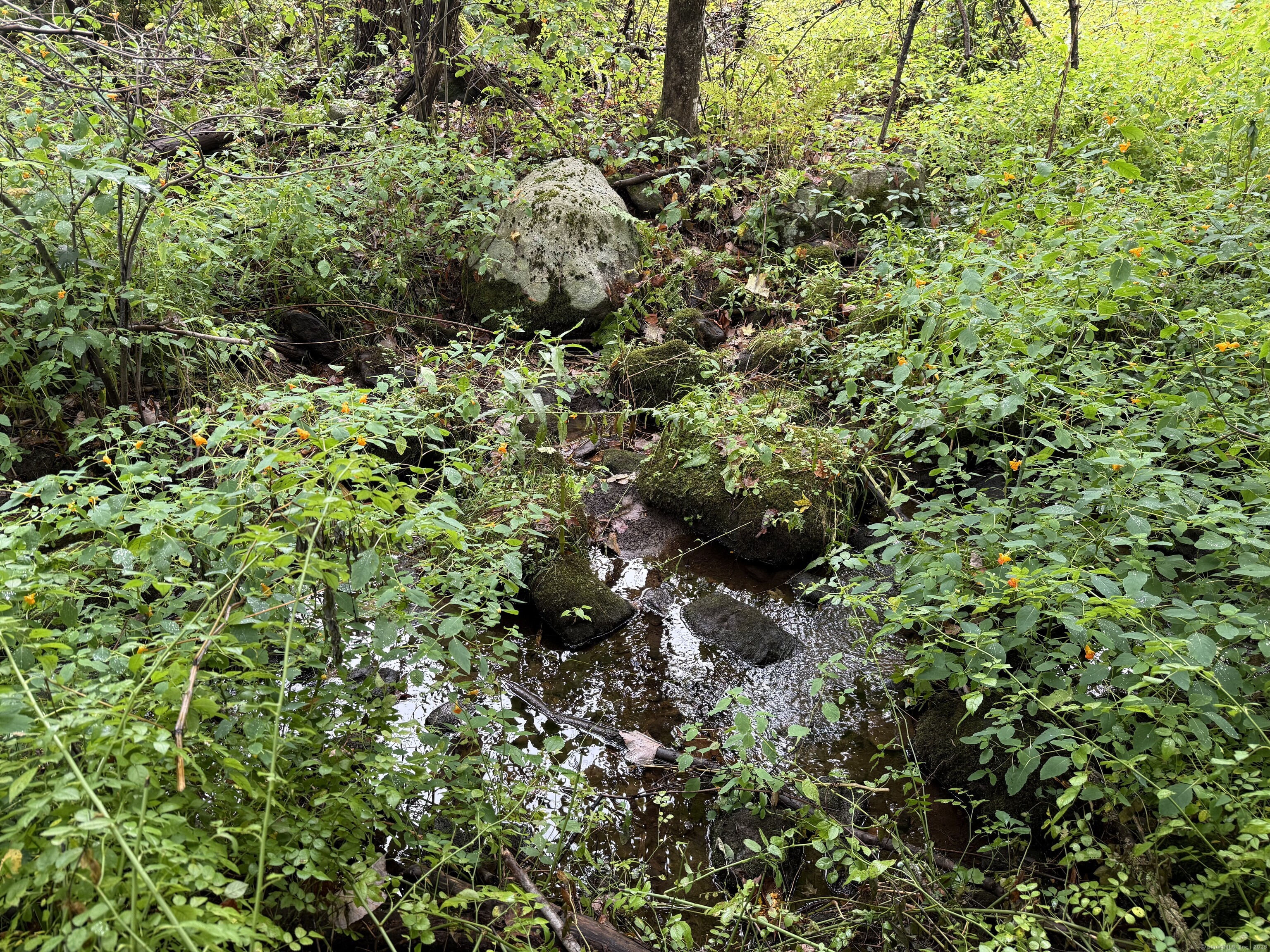 208 S Road New Hartford, CT 06057 - Photo 3 of 10 a view of a forest