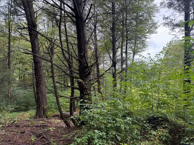 a green field with lots of trees