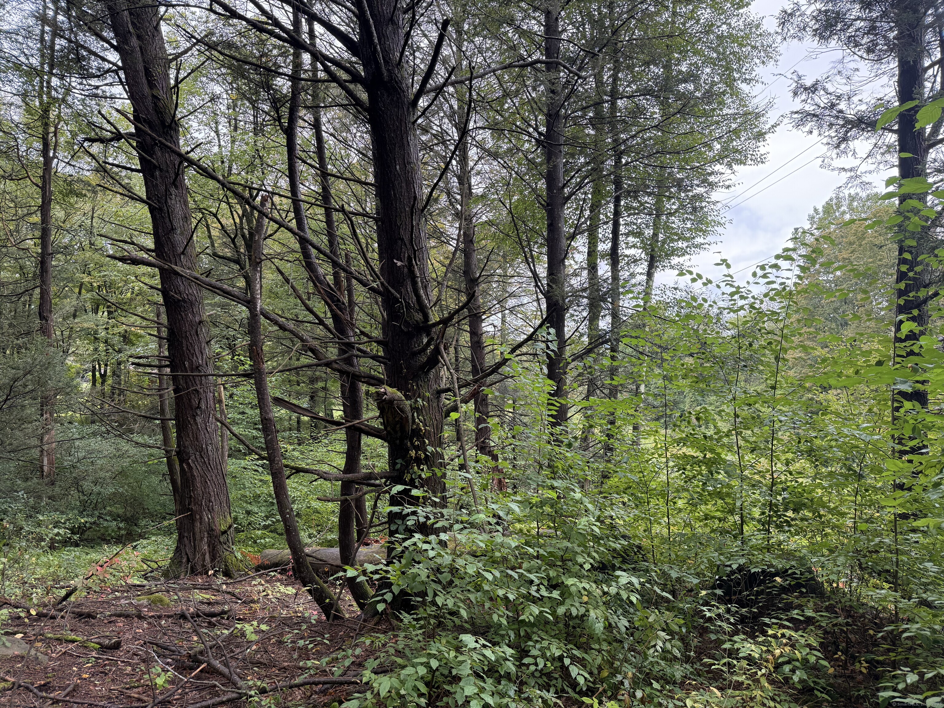 208 S Road New Hartford, CT 06057 - Photo 8 of 10 a green field with lots of trees